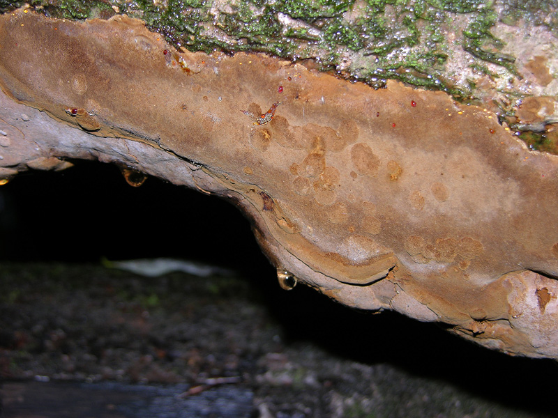 Phellinus punctatus